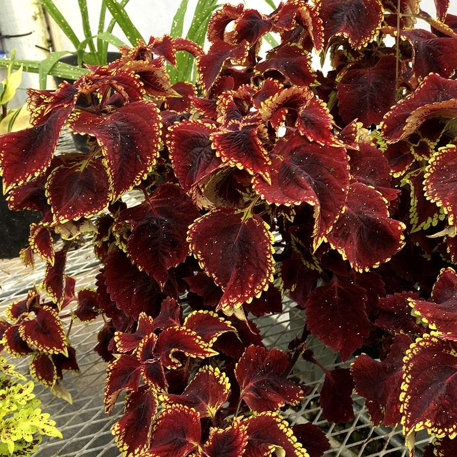 Coleus TERRA NOVA® 'Fireball'