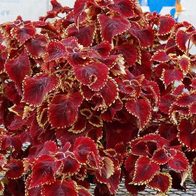 Coleus TERRA NOVA® 'Fireball'