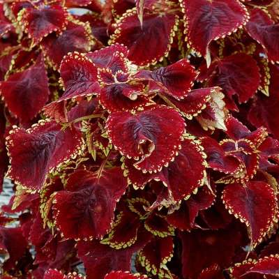 Coleus TERRA NOVA® 'Fireball'