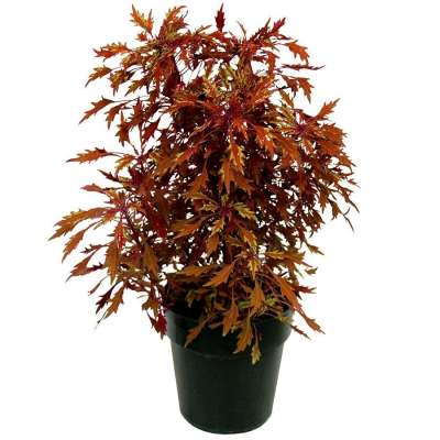 Coleus TERRA NOVA® 'Fractal'