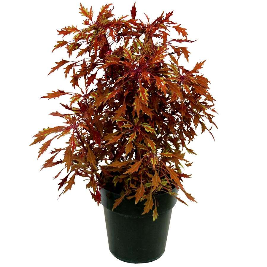 Coleus TERRA NOVA® 'Fractal'