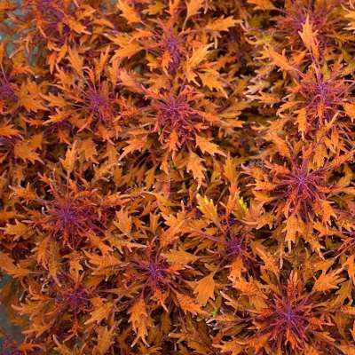 Coleus TERRA NOVA® 'Fractal'