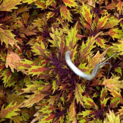 Coleus TERRA NOVA® 'Harvest Time'