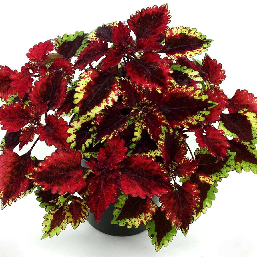 Coleus TERRA NOVA® 'Jigsaw'