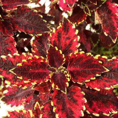 Coleus TERRA NOVA® 'Jigsaw'