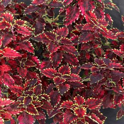 Coleus TERRA NOVA® 'Jigsaw'