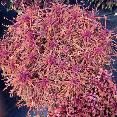 Coleus TERRA NOVA® 'Monkey Puzzle'