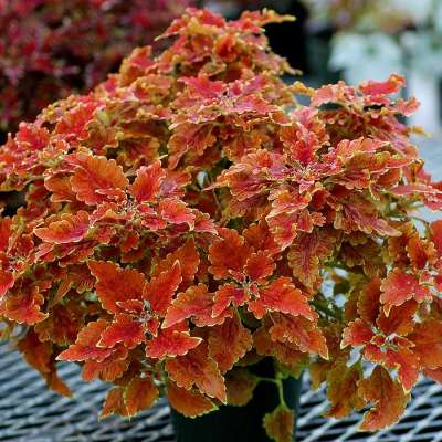 Coleus TERRA NOVA® 'Nutmeg'