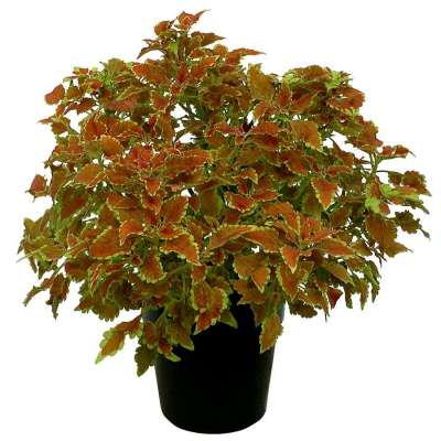 Coleus TERRA NOVA® 'Nutmeg'