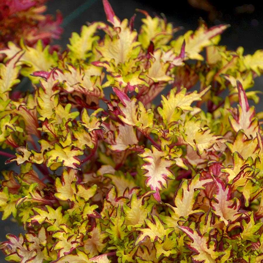 Coleus TERRA NOVA® 'Parakeet'