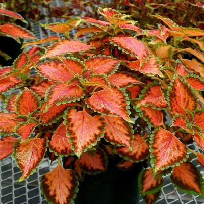 Coleus TERRA NOVA® 'Peach Julep'