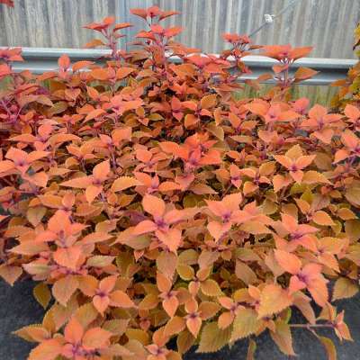 Coleus TERRA NOVA® 'Pumpkin Spiced'