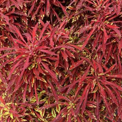 Coleus TERRA NOVA® 'Red Threads'