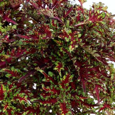 Coleus TERRA NOVA® 'Ruby Filigree'