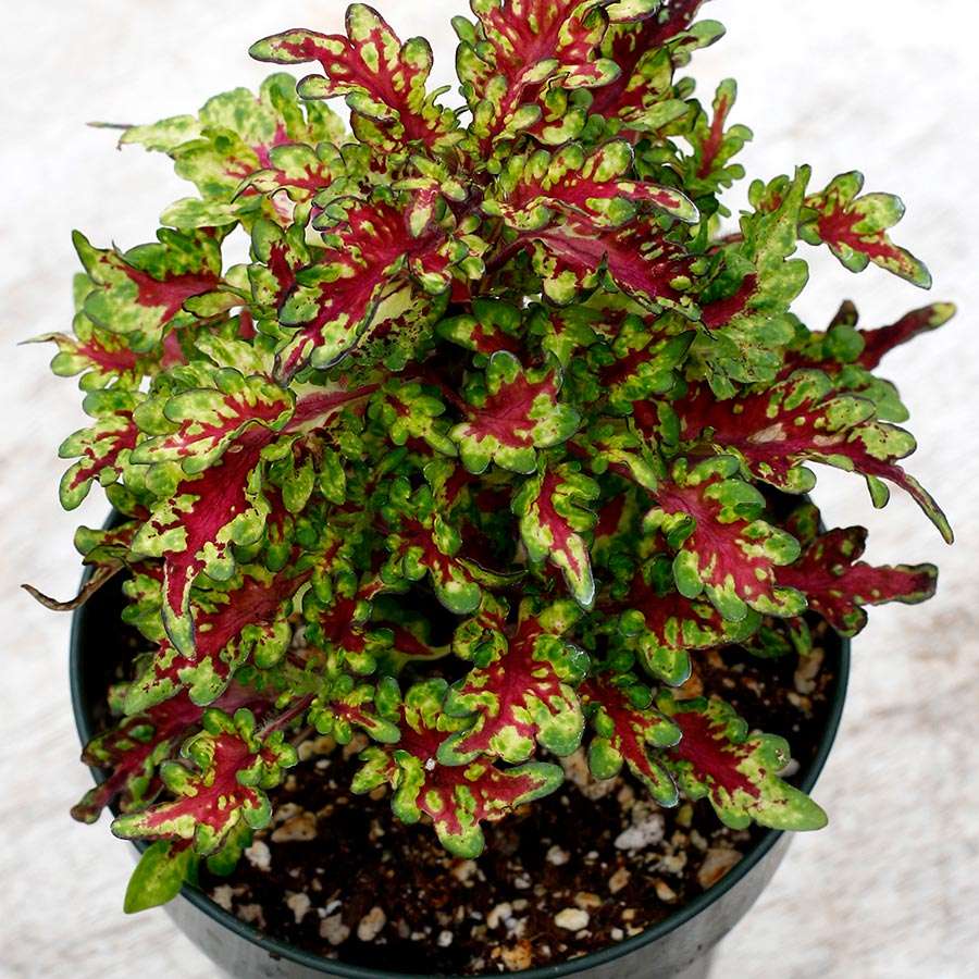 Coleus TERRA NOVA® 'Ruby Filigree'