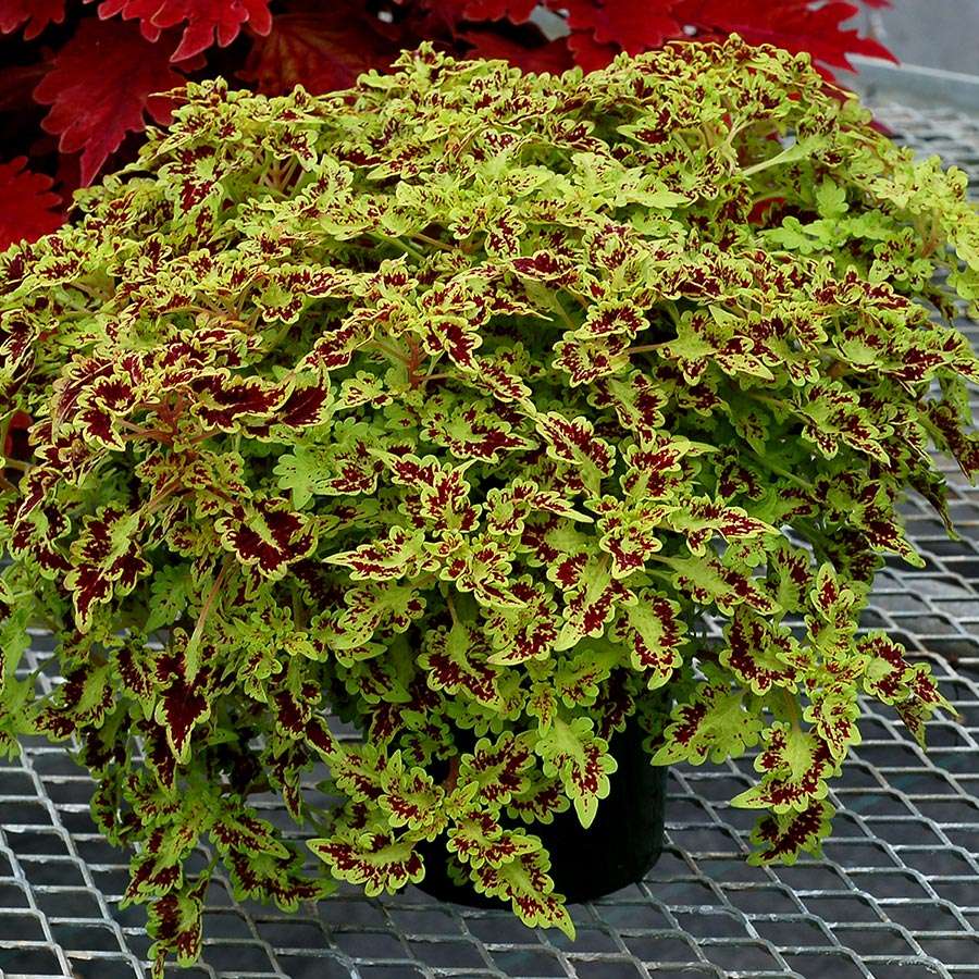 Coleus TERRA NOVA® 'Smooth Talker'