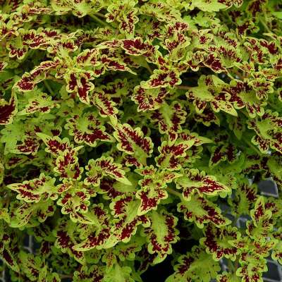 Coleus TERRA NOVA® 'Smooth Talker'