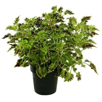 Coleus TERRA NOVA® 'Smooth Talker'