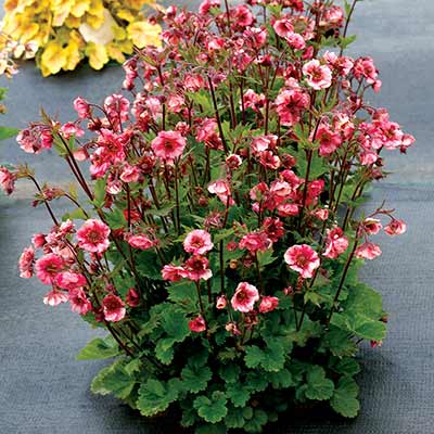 Geum TEMPO™ 'Rose'