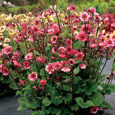 Geum TEMPO™ 'Rose'