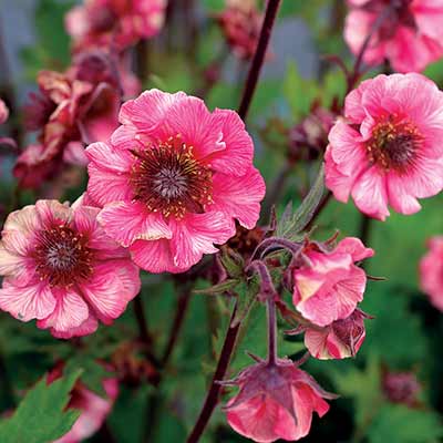 Geum TEMPO™ 'Rose'