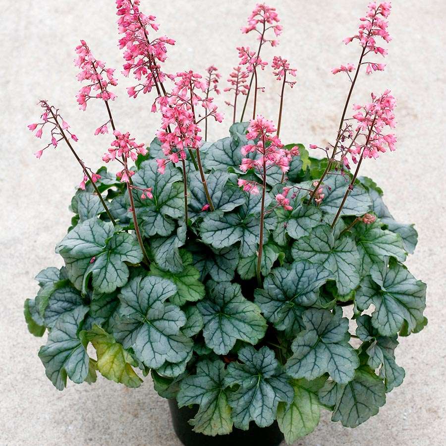 Heuchera LITTLE CUTIES™ 'Shimmer'