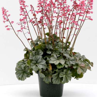 Heuchera LITTLE CUTIES™ 'Shimmer'