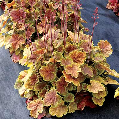 Heuchera NORTHERN EXPOSURE™ 'Sienna'