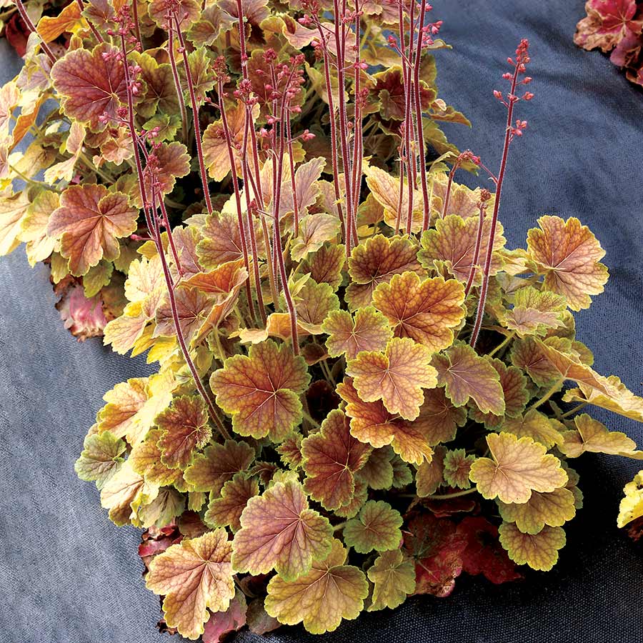 Heuchera NORTHERN EXPOSURE™ Sienna