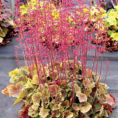 Heuchera NORTHERN EXPOSURE™ 'Sienna'