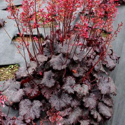 Heuchera SIRENS' SONG™ 'Dark Night'