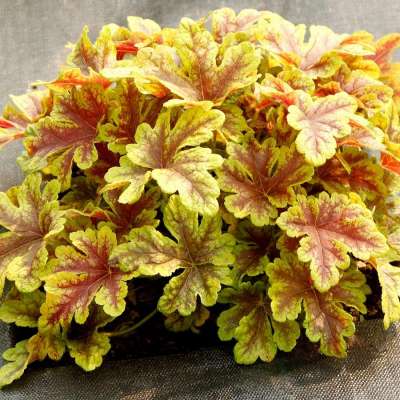 Heucherella 'Firecracker'