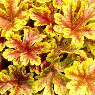 Heucherella 'Firecracker'