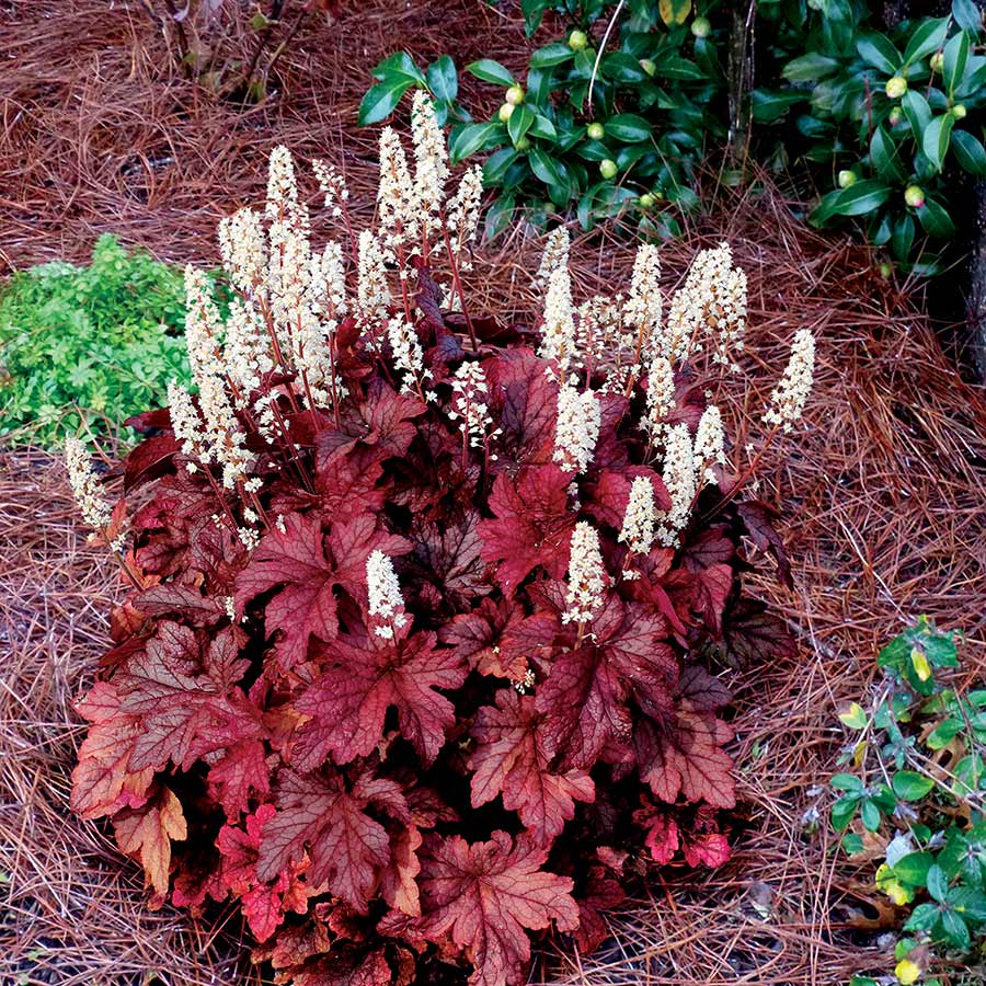 Heucherella 'Peach Tea'