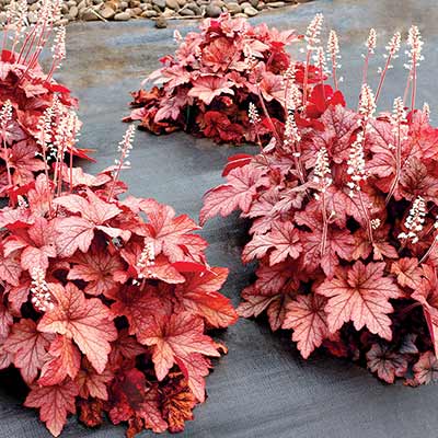 Heucherella 'Peach Tea'