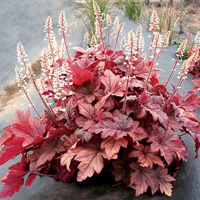 Heucherella 'Peach Tea'