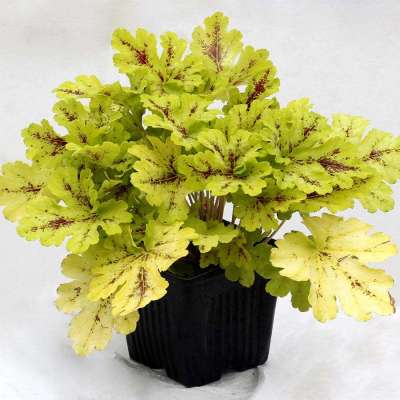 Heucherella 'Spicy Lime'