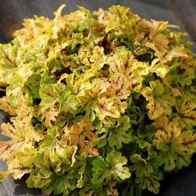 Heucherella 'Spicy Lime'