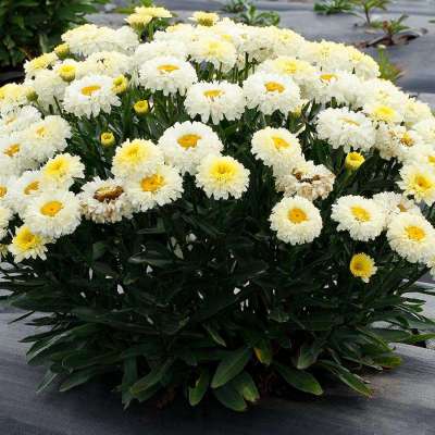 Leucanthemum 'Lemon Puff'