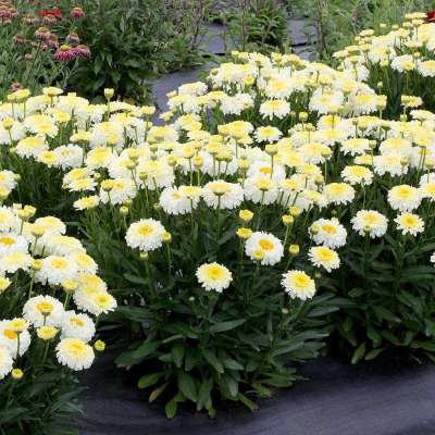 Leucanthemum 'Lemon Puff'