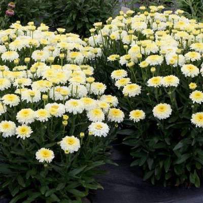 Leucanthemum 'Lemon Puff'