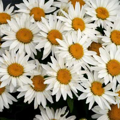 Leucanthemum 'Shortstop'