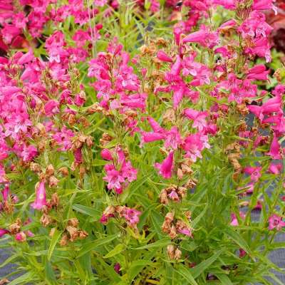 Penstemon HARLEQUIN™ 'Hot Pink'