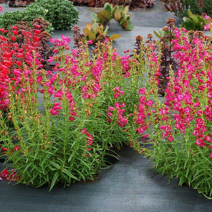 Penstemon HARLEQUIN™ 'Magenta'