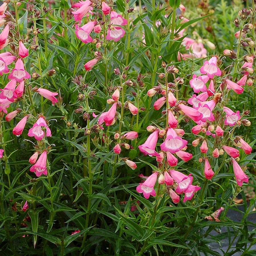 Penstemon HARLEQUIN™ 'Pink'