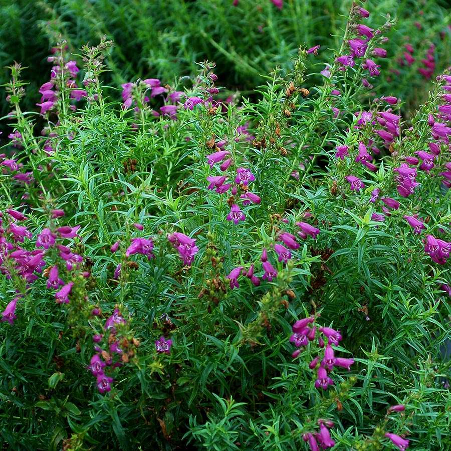 Penstemon HARLEQUIN™ 'Purple'