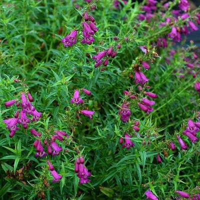 Penstemon HARLEQUIN™ 'Purple'