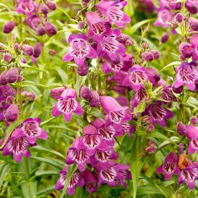 Penstemon HARLEQUIN™ 'Purple'