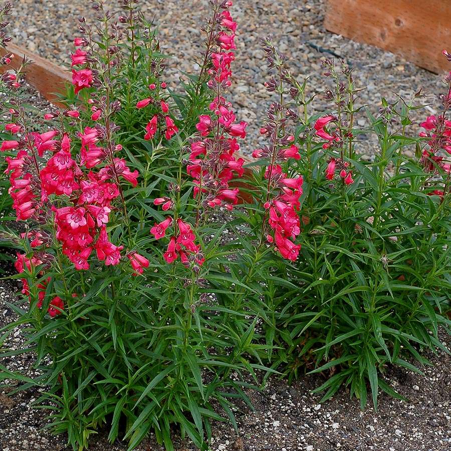 Penstemon HARLEQUIN™ 'Red' | TERRA NOVA® Nurseries,