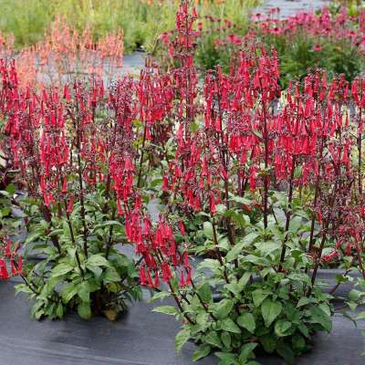 Phygelius COLORBURST™ 'Deep Red'